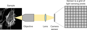 Microscope imaging.png